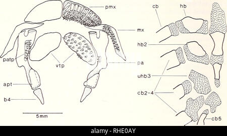 . Bonner zoologische Monographien. Zoologia. 72. B 1mm Fig. 36: OUvaichthys viedmensis. - Un: Premaxilla, mascella, palatino, vomerine piastra di dente e ulteriori pterygoid, vista ventrale; B: zone di cartilagine in brachiale apparecchiatura di un giovane campione di circa 30 mm lunghezza standard. (AG, uncat.). apt: ulteriori pterygoid; b4: osso 4 di McMurrich; cbl-5: ceratobranchial 1-5; hbl-3: hypobranchial 1-3; mx: mascella; pa: palatino; patp: dente palatino piastra; pmx: premaxilla; u: unossified; vtp: dente vomerine piastra. D. camposensis n. sp. (È presente in Diplomystes nahuelbutaensis n. sp.). L'uomo- d Foto Stock