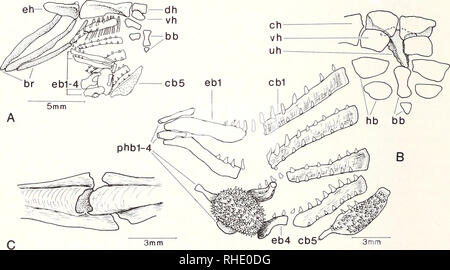 . Bonner zoologische Monographien. Zoologia. 56 esemplari. Ci sono quattro meati che si sulla superficie esterna del hyomandibula; il nervo facciale entra ed esce dall'osso attraverso un forame comune (Fig. 25D); una seconda foramen per la ramus facialis opercularis si trova posteriore al forame facciale; hyomandibular il ramo del nervo facciale viene eseguito a breve sulla faccia laterale del hyomandibula, poi si biforca; un ramo penetra un piccolo foramen vicino al ven- f o lle parte del hyomandibula, mentre l'altro ramo può penetrare l'uomo- dibularis foramen o semplicemente emergere nelle poste Foto Stock