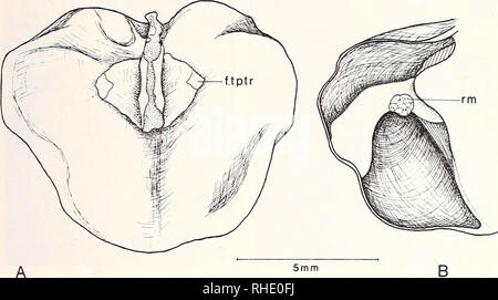 . Bonner zoologische Monographien. Zoologia. * 47. Fig. 20: Diplomystes camposensis n. sp. (IZUA 3303). - Gasbladder. - Un: vista dorsale; B: sec- zione del gasbladder illustrante il camarae interna. f.tptr: facet per il trasformatore processo della tripus; rm: retia mirabilia - sistema ghiandolare. ordinata lungo un asse longitudinale in ogni papilla. Pori sensoriali sono facilmente confuso con le gemme di forma allungata; gli studi con SEM rivelano che ogni poro (Fig. 21C) sembra come le papille gustative trovati in altre specie di siluroids, avente un cratere di forma simile. La pelle del tronco (Fig. 21D) presenta molti brevi Foto Stock
