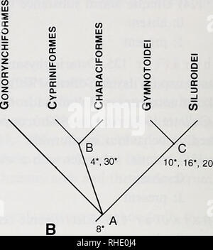 . Bonner zoologische Monographien. Zoologia. Cipriniformi GONORYNCHIFORMES CHARACIFORMES GYMNOTOIDEI SILUROIDEI 6*, 13[1]* 42*, 49* 57*, 61[1] 63*, 65[1] 66*, 77* 105[1] 4[1], 11[re 17* -19* 30[1], 33[2] 38*, 56* 59[1], 61[1] 65[1], 67[1] 69*, 70* 93*, 105[1] 122[1] 4[1], 30[1] 62*, 64[0] 91[1] 129[1] 1[1]*, 5*, 7* 9*, 12[2]* 13[2]*, 22* 25*, 26*, 33[2] 35*, 79[0] 91[1], 108* 111*, 112* 113*, 115* 117*, 124[0] 125[0], 126* 127* 2*, 3*, 12[1]* 14*, 15*, 21* 23*, 24* 27*-29*, 31* 33[1], 34*, 36* 37*, 46*, 54*, 59[1], 86*, 89* 90[0], 92*, 96* 99*, 100*, 102* 104*, 105[1] 123*, 128*, 129[1]. Motivi Foto Stock