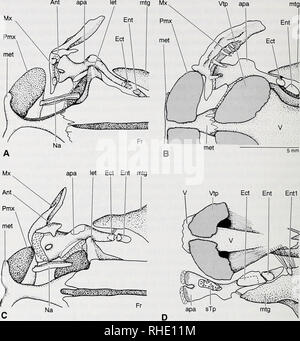 . Bonner zoologische Monographien. Zoologia. 42. Fig. 19: Autopalatine e circondante le ossa in diplomystids. - Un: Diplomystes camposensis, vista dorsale; B: D. camposensis, vista ventrale; C: Olivaichthys viedmensis, vista dorsale (FMNH 58004); D: O. viedmensis, vista ventrale (PC 20279). A-D, la stessa scala. Ant: antorbital; apa: autopalatine; ECT: ectopterygoid; Ent: entopterygoid; Entl: 'entopterygoid' tipo 1; Fr: fron- tal; lasciate: laterale sinusite etmoide; incontrato: mesethmoid; mtg: metapterygoid; Mx: mascella; Na:; nasale Pmx: premaxilla; sTp: subautopalatine toothplate; V: vomer; Vtp: vomerine toothplate. parasphenoi Foto Stock