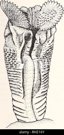 . Bonner zoologische Monographien. Zoologia. 25. Fig. 9. Hemipenis di C. goetzei, vista sulcal. campi papillare pure, ma le papille sono più concentrati e non arriva più lontano fino alla superficie del rotulae come in C. goetzei. Chamaeleo tempeli Tornier 1899 ZFMK 30706 e 30708 Kigogo, Uzungwe Mts., Tanzania quattro più o meno a forma di falce rotulae sono presenti, il sulcal quelli molto grandi, il asulcal quelli più piccoli. Tutti sono rotulae denticulated e posizionata in una grande testurizzato regolarmente zona apicale. Due campi papillare sono presenti in corrispondenza del piano mediano base del grande rotulae, i. e. dei papi Foto Stock