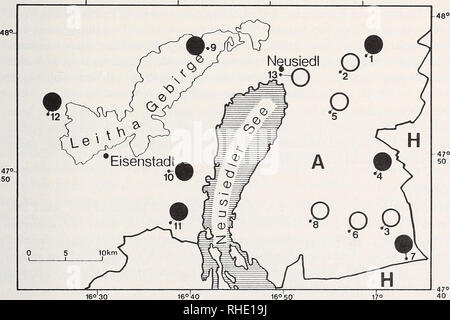 . Bonner zoologische Monographien. Zoologia. 47 Rötelmaus - Clethrionomys glareolus (Schreiber, 1780) Verbreitung und Vorkommen Die Rötelmaus gehört heute zu den im häufig Neusiedlersee-Gebiet anzutreffenden Klein- säugerarten. Wie der Karte (abb. 21) entnommen werden kann, erstreckt sich ihr Vorkom- uomini über das ganze Untersuchungsgebiet. Die einzigen Ausnahmen stellen der das Ostufer begleitende Seedamm und die Seerandzone dar. In keiner der Waldflächen dieser zwei Land- schaftseinheiten (z.B.: Aufforstungsstreifen bei Podersdorf, Illmitzer Wäldchen, Wäldchen Sandeck im) konnte C. glareolus un Foto Stock