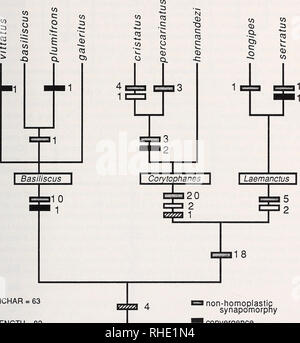 . Bonner zoologische Monographien. Zoologia. 113 Discussione filogenesi il carattere della matrice di dati 10 contenente caratteri non polarizzata (Tabella 5) è stata eseguita sul programma PAUP (l'analisi filogenetica usando parsimonia, versione 2.4; Swofford. NCHAR = 63 lunghezza = 82 Indice di consistenza = 0.89 non-homoplastic synapomorphy convergenza apomorphy homoplastic con inversione di inversione di Fig. 41: ricostruzione della filogenesi basiliscine iguanians. I numeri indicano il numero di caratteri di supporto di ciascun nodo. Un non-homoplatic synapomorphy è un carattere che né il re- versi né è una convergenza a qualsiasi livello.. P Foto Stock