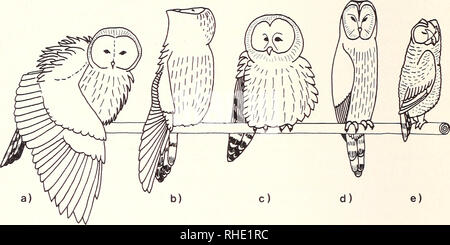 . Bonner zoologische Monographien. Zoologia. 42 Brutpausen bei Anwesenheit eines Beobachters (im) Tarnzelt, obwohl das 6 intensiv lockte. Uomo Greift unter das brütende 9, così knappt es drohend und beknab- bert die mano. Mitunter streckt es auch die Fänge vor, doch scheint das Zukrallen über Gelege und Nestlingen gehemmt zu sein. Andere 9 ver- harren während der Höhlenkontrollen ancora gänzlich oder stürzen bereits bei Annäherung auf grosse Entfernung aus dem Nistkasten. Bei Wegnah- me des Geleges unter dem brütenden 9 drohte dieses mit symmetrisch gefächerten Schwingen und stark gesträubtem Gefied Foto Stock