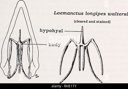 . Bonner zoologische Monographien. Zoologia. ceratobranchial 2 Basiliscus plumifrons. Laemanctus longipes waltersi (scheletro secco) Fig. 32. Due diversi modelli di apparecchio hyoid identificato entro il ingroup e fra i non- basiliscine "iguanidi". Phymaturus palluma e Laemanctus longipes mostra un'-pattern in cui la seconda ceratobranchials sono la minor parte posteriore che si estendono elementi. Basiliscus plumifrons mostra la Z-pattern con una forma allungata secondo ceratobranchial. Si noti anche l'effetto di essiccazione di elementi scheletrici in Laemanctus longipes con fusione apparenti della mediana seco Foto Stock