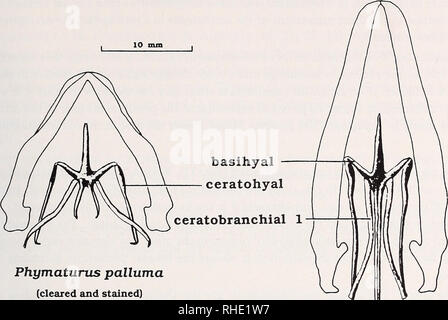 . Bonner zoologische Monographien. Zoologia. 77. ceratobranchial 2 Basiliscus plumifrons. Si prega di notare che queste immagini vengono estratte dalla pagina sottoposta a scansione di immagini che possono essere state migliorate digitalmente per la leggibilità - Colorazione e aspetto di queste illustrazioni potrebbero non perfettamente assomigliano al lavoro originale. Bonn, Zoologisches Forschungsinstitut und Museum Alexander Koenig Foto Stock