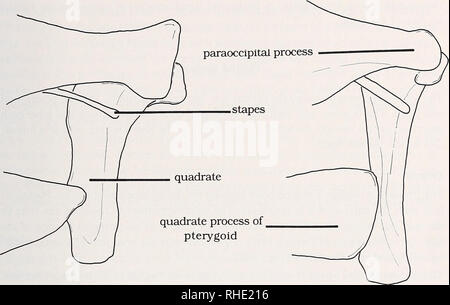 . Bonner zoologische Monographien. Zoologia. 47 ventrale e dorsale i confini sono paralleli, eccetto posteriormente dove si rastremano prima di contattare il quadrato. Tuttavia in alcuni esemplari la porzione terminale non raggiunge mai il livello del quadrato. In condizioni alternative del quadrato processo è parallelo anteriormente, ma decisamente ampliato posteriormente e costituisce sempre una vasta ar- ticulation con il quadrato. Basiliscus Corytophanes 5 mm I I Fig. 19: l'articolazione del processo quadratica di pterygoid ventromediale e aspetto del quadrato di Basiliscus e Corytophanes. Robinson (1967) indicano Foto Stock