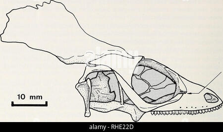 . Bonner zoologische Monographien. Zoologia. 42. Fig. 16: vista laterale del cranio di Basiliscus che mostra la prominente gola alla prefrontal- giunzione lacrimale. non è stata determinata. Corytophanes manca di questa scanalatura e la prefrontals sono state altamente modificato (vedi carattere 16) in modo tale che l'assenza dell'prefrontal-scanalatura lacrimale può essere stato secondariamente perso. Un prominente prefrontal-scanalatura lacrimale è stata osservata solo in crotaphytines. Tutti gli altri outgroups mancava una scanalatura. Pertanto, l'assenza della scanalatura è considerato essere l'inequivocabile plesiomorphic condizione al basale del nodo Foto Stock