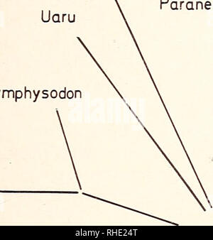 . Bonner zoologische Monographien. Zoologia. 47 Regan (1906b) ha cercato di mostrare l'evoluzione del Neotropical cichlids con un dendrogramma (Fig. 8, questa carta), la cui interpretazione non è univoca. Una simile, ma meno precisa e meno comprensibile è stata presentata da A. de Miranda ri- beiro (1915). Un guasto di entrambi questi dendrograms è che l'American cichlids lare visto come avente un antenato comune. Sembra più probabile che vi siano distinto lignaggio. Herotilapia Symphysodon PterophyKum. Neetroplus Paraneetroplus Herichthys. Si prega di notare che queste immagini sono estratte da scann Foto Stock