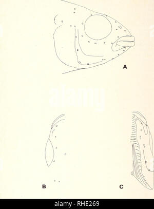 . Bonner zoologische Monographien. Zoologia. 32. Fig. 2. Schizzo di testa del provino Apistogiamma sliowing laterahs pori. Un aspetto laterale, B aspetto dorsale (lato sinistro), C aspetto ventrale (lato sinistro). Si prega di notare che queste immagini vengono estratte dalla pagina sottoposta a scansione di immagini che possono essere state migliorate digitalmente per la leggibilità - Colorazione e aspetto di queste illustrazioni potrebbero non perfettamente assomigliano al lavoro originale. Bonn, Zoologisches Forschungsinstitut und Museum Alexander Koenig Foto Stock