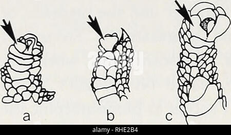 . Bonner zoologische Monographien. Zoologia. 58 sottostante sinusale del sangue (Russell 1975). In questi casi un ramo distinto del seno alimenta ciascuno dei scansor righe (Delht 1934; Russell 1976). In molti esemplari di tipicamente single-scansored gechi, scansors prossimale può essere piuttosto irregolare e diviso. Un unico, una divisione regolare del scansors, tuttavia, è visibile solo in Rhacodac- tylus trachyrhynchus (Fig. 13g). Il significato funzionale di queste divisioni mediano del scansors è sconosciuto. Il terminale scansors sono presenti nell'Est Tasman generi della Carphodactyhni (Fig. 14). Questi Foto Stock