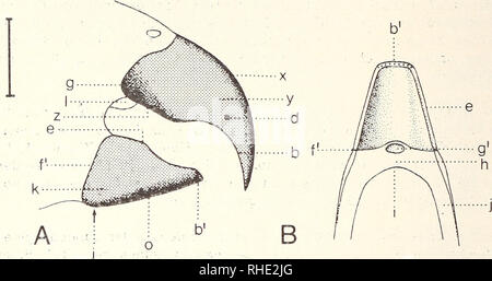 . Bonner zoologische Monographien. Zoologia. 44. Abb. 10: Lorius garrulus, Ä Oberschnabel und Unterschnabel, Seitenansicht; B Unterschna- bel, Dorsalansicht. b Feilcurbenfläche, b' Unterschnabelschneide, d Quervorsprung, e Unter- schnabelseitenrand, f Unterschnabelwurzel, bzw. Rhamphothekenwurzel, g Oberschnabel- wurzel, g' Mulde für den Ursprung des M.genioglosso, h rhamphothekenfreier Abschnitt der Unterkiefersymphyse, ho Dillenwinkel, Unterkieferast j, k Unterschnabelaußenseite, 1 Gau- menlappen, o Gonys, w Schnabelwinkel, x Culmen, Oberschnabelaußenseite y, z Oberschna- belseitenrand. Maßei Foto Stock