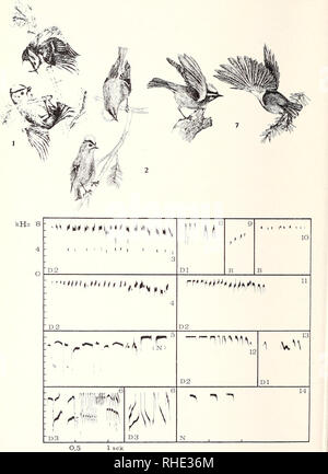 . Bonner zoologische Monographien. Zoologia. 42. Si prega di notare che queste immagini vengono estratte dalla pagina sottoposta a scansione di immagini che possono essere state migliorate digitalmente per la leggibilità - Colorazione e aspetto di queste illustrazioni potrebbero non perfettamente assomigliano al lavoro originale. Bonn, Zoologisches Forschungsinstitut und Museum Alexander Koenig Foto Stock