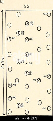 . Bonner zoologische Beiträge : Herausgeber: Zoologisches Forschungsinstitut und Museum Alexander Koenig, Bonn. Biologia; Zoologia. *** Heft 1/2 16/1965 Wirbeltiere der Crau, Südfrankreich 121 Terme Blanc fand sich am 18. 6. unter einem kleinen Ballen Heu ein Nest Mit einem 9 und etwa 4 achttägigen Jungen. Auch in den Ställen fingen sich Wald- mäuse, im Verhältnis zu den Steinhaufen aber wesentlich weniger. Die Waldmaus demnach ist das einzige Säugetier, das C in grosser Zahl essere- siedelt. Q 8.6. 0 0 0 © 0* 0 0 0 0 0 0 0 ó 0 ©9fi o 0S 150m Abb. 15: a) Waldmausfänge von S 1 innerhalb von 2 Tagen Foto Stock