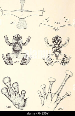 . Bonner zoologische Monographien. Zoologia. Planche 77. Fig. 342 ä 347: Cophyla phyllodactyla Boettger O.. Ceinture scapulaire et ammaccature vomeriennes (d'apres Parker), Deux aspetti de la colorazione, main et pied.. Si prega di notare che queste immagini vengono estratte dalla pagina sottoposta a scansione di immagini che possono essere state migliorate digitalmente per la leggibilità - Colorazione e aspetto di queste illustrazioni potrebbero non perfettamente assomigliano al lavoro originale. Bonn, Zoologisches Forschungsinstitut und Museum Alexander Koenig Foto Stock