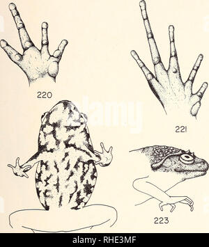 . Bonner zoologische Monographien. Zoologia. 1 Planche 52. 222 Fig. 213 SD 214: Discophus insularis Grand. Pied d'une femelle et d'onu maschio. Fig. 215: Discophus guineti (Grand). Pied. Fig. 216 ä 219: Mantipus inguinalis (Blgr.). Main, pied, ceinture scapulaire et ammaccature vomeriennes (d'apres Parker). Fig. 220 &AMP; 221: Mantipus laevipes (Mocquard). Principali et pied. Fig. 222: Mantipus minutus Guibe. Aspetto de la faccia ventrale. Fig. 223: Mantipus serratopalpebrosus Guibe. Profil de la Tete. i i. Si prega di notare che queste immagini vengono estratte dalla pagina sottoposta a scansione di immagini che possono essere state migliorate digitalmente Foto Stock