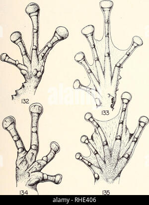 . Bonner zoologische Monographien. Zoologia. Planche 34. Fig. 132 &AMP; 133: Rhacophorus aglavei Methuen &AMP; Hewitt. Principali et pied. Fig. 134 &AMP; 135: Rhacophorus opisthodon Blgr, principale et pied.. Si prega di notare che queste immagini vengono estratte dalla pagina sottoposta a scansione di immagini che possono essere state migliorate digitalmente per la leggibilità - Colorazione e aspetto di queste illustrazioni potrebbero non perfettamente assomigliano al lavoro originale. Bonn, Zoologisches Forschungsinstitut und Museum Alexander Koenig Foto Stock