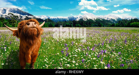 Paesaggio estivo con una mucca di freschi pascoli verdi con fiori e montagne sullo sfondo Foto Stock