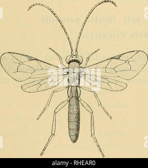 . Bollettino del Laboratorio di zoologia generale e agraria della R. Scuola superiore d'agricoltura a Portici. Zoologia; zoologia, economico; Entomologia. - 461 - alternanza Pimpla Grav. Syn. 1829 ^&GT; 1848-52 &gt;&GT; 1860 ^&GT; 1877 -&GT; 1897 " 1906 alternanza Pimpla Gravenhorst, Ichneum. Conclu... Ill, p. 201, " " Ratzeburg, Ichneum. d. Forstinsect. II, p. 92, III, p. 98. " Scanica var. Holmgren, Svensk. Vet.-Akad. Handl. Ill, p. 21. " Tricincta Thomson, opusc. entom. p. 748. ' " Alternanza, Schraiedeknecht lUustr. Wochenschr. f Entom. II, p. 541. " " Idem , Opuscola Ichneum. Este. XIV, p. 1071. F Foto Stock