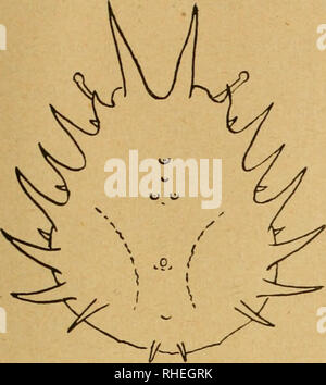 . Bollettino. R. Comitato talassografico italiano; oceanografia; oceanografia; oceanografia. 49. Maja erinacea,' (n. sp.). Si prega di notare che queste immagini vengono estratte dalla pagina sottoposta a scansione di immagini che possono essere state migliorate digitalmente per la leggibilità - Colorazione e aspetto di queste illustrazioni potrebbero non perfettamente assomigliano al lavoro originale. R. Comitato talassografico italiano; la Società italiana per il progresso delle scienze. Roma : Il Comitato Leonardo Foto Stock