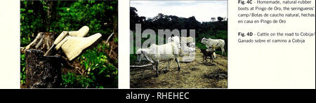 . Bolivia: Pando, Río Tahuanmanu. Storia naturale; la conservazione della fauna selvatica. Fig. 4A - il tronco di un albero di gomma (siringa), incisi per estrarre sap / tronco del árbol de siringa, con incisiones para extraer el látex Fig. 4B - Forest conversión nel Tahuamanu región; Brasile-alberi da frutta a guscio a sinistra in piedi sono uccisi dai successivi pneumatici. / Bosque de conversión en la región de Tahuamanu; árboles de castañas aún vivos morirán a causa de incendios subsequentes.. Si prega di notare che queste immagini vengono estratte dalla pagina sottoposta a scansione di immagini che possono essere state migliorate digitalmente per la leggibilità - Colorazione e aspetto o Foto Stock