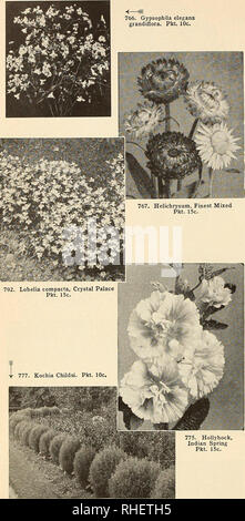 . Bolgiano il capitol city semi : 1955. Vivai (orticoltura) cataloghi; lampadine (piante) cataloghi; Verdure cataloghi; utensili da giardino cataloghi; semi cataloghi. 766. Gypsophila elegans grandiflora. Pkt. 10c.. La fragranza si fa crescere fiori appena a guardare o deve esse aveva un buon odore, troppo? Mignonette con la sua dolcezza indimenticabile non è molto a guardare- avrebbe presto scompaiono dal gardens se si deve perdere la sua fragranza- mentre eliotropio, un altro meravigliosamente fragrante fiore, piace così come con la sua bellezza. Aumentare il vostro piacere giardino studiando i vostri fiori e crescere per la fragranza, nonché Foto Stock