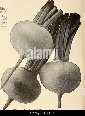 . Bolgiano il capitol city semi. Vivai (orticoltura) cataloghi; lampadine (piante) cataloghi; Verdure cataloghi; utensili da giardino cataloghi; semi cataloghi. 270. Presto la meraviglia di barbabietole. Pkt. 10c. Si prega di notare che queste immagini vengono estratte dalla pagina sottoposta a scansione di immagini che possono essere state migliorate digitalmente per la leggibilità - Colorazione e aspetto di queste illustrazioni potrebbero non perfettamente assomigliano al lavoro originale. F. W. Bolgiano &AMP; Co; Henry G. vivaio di Gilbert e il commercio di sementi Catalogo Collezione. Washington, D. C. : F. W. Bolgiano Foto Stock