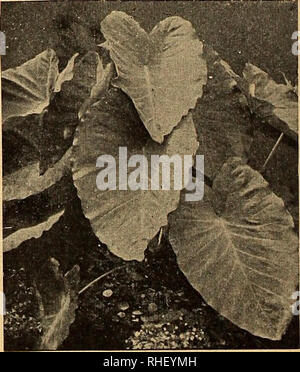 . Bolgiano il capitol city semi per 1946. Vivai (orticoltura) cataloghi; lampadine (piante) cataloghi; Verdure cataloghi; utensili da giardino cataloghi; semi cataloghi. Hyacinthus candicans (l'estate-fioritura Giacinto) una rigogliosa, free-pianta flowering bear- ing 20-30 fiori a forma di campanella di bianco crema in cluster su punte da 2 a 3 metri di lunghezza. Postpagato, scelta delle lampadine, ogni 15c.; $1.25 per 10. Caladium (orecchie di elefante) meravigliose piante per prati, le frontiere o sfondi. Per ottenere la massima crescita dovrebbero essere piantato in un terreno fertile dove potranno ottenere l'abbondanza di acqua. Un full-sized impianto stand 6 Foto Stock