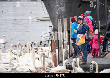 Praga, Repubblica Ceca - 16 dicembre 2017: persone Swan di alimentazione al Naplavka riverbank Foto Stock