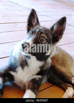 Bel cane su un pavimento di legno. Foto Stock