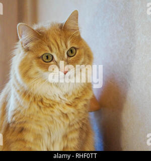 La foto di un ragionato gatto rosso su sfondo chiaro. Foto Stock