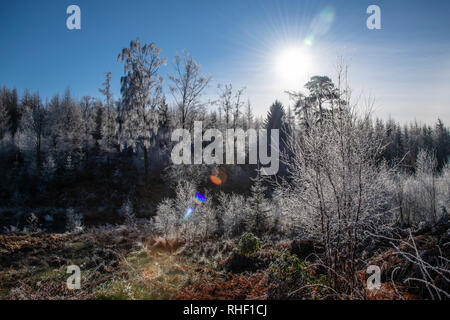 Sole brillante retroilluminazione la brina su alberi di Graythwaite station wagon. Foto Stock