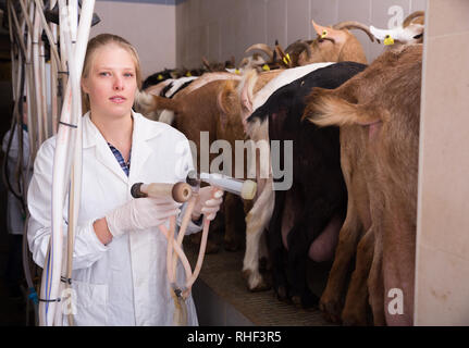 Ritratto di femmina professionale allevatore in fienile pronti per la mungitura di capra Foto Stock