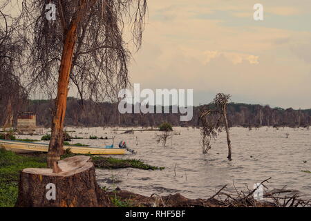 Gli alberi morti sulle rive del lago Nivasha, Kenya Foto Stock