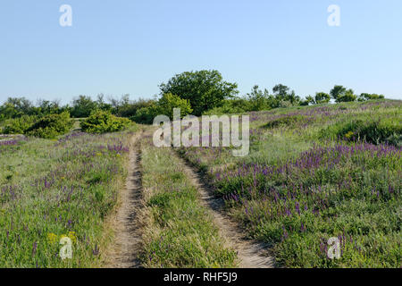 Scenic weald paesaggio con gruppo di alberi e strade di campagna tra fiori selvaggi e erbaccia erba sul primo piano in estate la luce del sole vicino Podgorodnee posizione Foto Stock