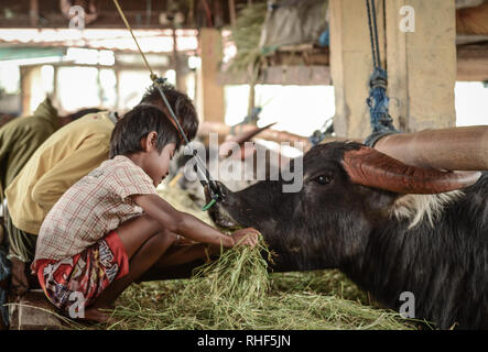 Bambini alimentazione dei loro costosi Buffalo accuratamente in Pasar Bolu mercato Buffalo in Toraja - Indonesia. Foto Stock