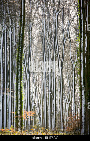 Faggi con neve aderenti alle loro linee seguenti di neve e di gelo del nord Inghilterra Dorset Regno Unito GB. 2.2.2019 Foto Stock