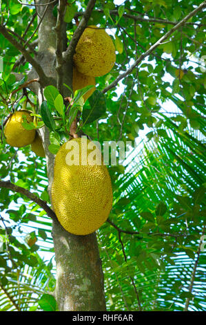 Mature (l'albero del pane Artocarpus altilis) su un albero Foto Stock