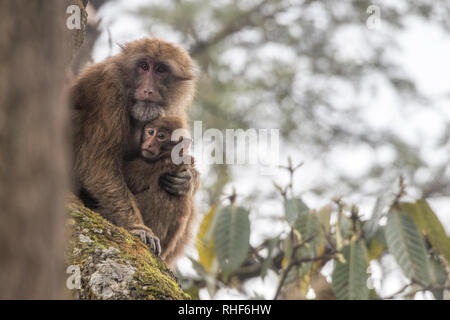 Arunachal macaco (Macaca munzala) la madre e il bambino Foto Stock