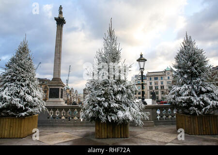 Abeti a Londra in Trafalgar Square sono visto coperto di neve falsa in preparazione per il quinto Cancer Research UK London, Winter Run che avrà luogo domenica 3 febbraio. Il 10k eseguire partirà da Trafalgar Square, in cui saranno definiti i runner sul corso con una raffica di neve. Foto Stock