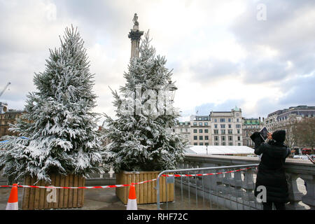 Abeti a Londra in Trafalgar Square sono visto coperto di neve falsa in preparazione per il quinto Cancer Research UK London, Winter Run che avrà luogo domenica 3 febbraio. Il 10k eseguire partirà da Trafalgar Square, in cui saranno definiti i runner sul corso con una raffica di neve. Foto Stock