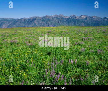 Stati Uniti d'America, Oregon, Hells Canyon National Recreation Area, fiori selvatici bloom su Oregon lato di Hells Canyon con sette demoni Montagne in Idaho in d Foto Stock