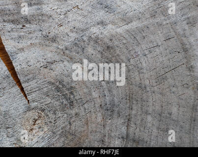 Sfondo dalla sezione di tronco di albero. Abstract texture da anelli di vecchio legno stagionato con una fessurazione Foto Stock