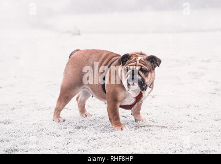 Divertente cane rosso e nero Bulldog inglese giocando sulla neve guardando la fotocamera. Foto Stock