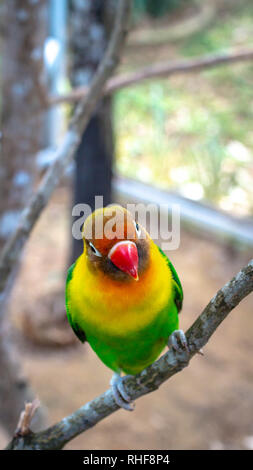 Coloratissimo uccello amore Agapornis fischeri appollaiate sul ramo Foto Stock