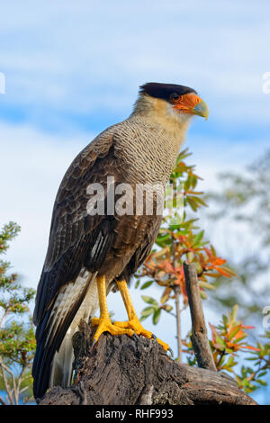 Ritratto di scavenger bird, noto come caracara, carancho o traro, nella foresta di Vicente Perez Rosales Parco Nazionale Foto Stock