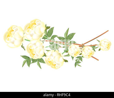 Splendido colore giallo brillante Le Peonie su sfondo bianco Foto Stock