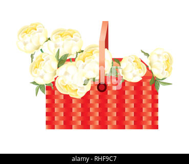 Splendido colore giallo brillante Le Peonie su sfondo bianco Foto Stock