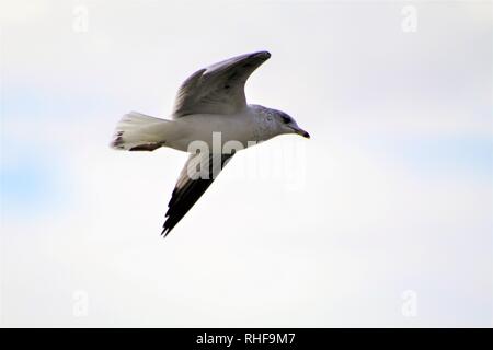 Gli uccelli sul fiume Colorado Foto Stock